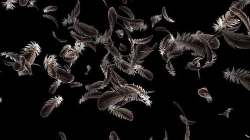 Realistic Dark Feathers Falling and Floating Gently