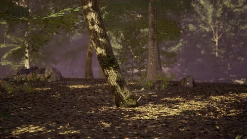 Sunlight Filtering Through Trees in a Serene Forest Setting