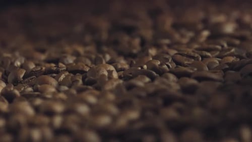 Close Up of Freshly Roasted Coffee Beans Moving