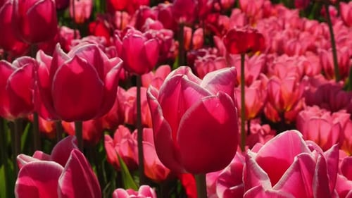 Pink Tulip Flowers Blooming in the Garden Field Landscape Beautiful Spring Garden with Many Red