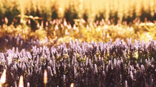 Blooming Lavender Field Under the Colors of the Summer Sunset