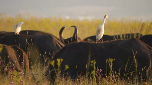 Manada de búfalos del Cabo pastando en la sabana dorada con garcetas ganaderas en la espalda