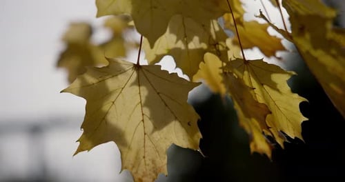 Vergilbte Herbstblätter auf einem Ast in einem Park oder Wald an einem Herbsttag