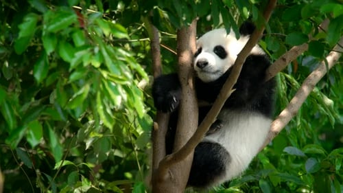 Baby Panda Resting in Tree Canopy