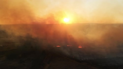 Forest Fire With Intense Heat Uhd