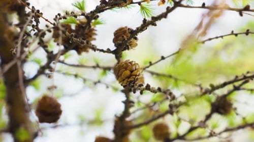Pine Cones Hanging From a Conifer Branch Natural Material