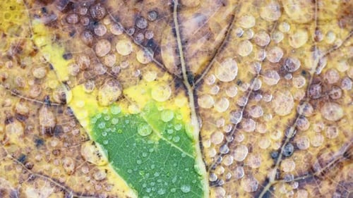 Detailed Autumn Leaf with Water Droplets