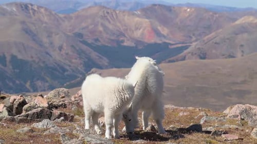 Female mountain goat looking up and looking at the camera with Rocky Mountains in the background, ha