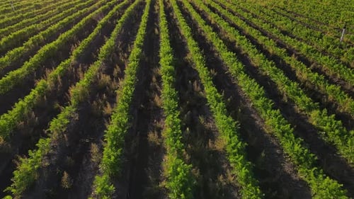 Farming