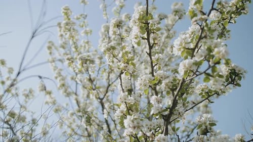 Frühlingsapfelblüten auf Apfelzweigen, Bäume blühen im Garten, Zeitlupenaufnahme, Apfelblüte