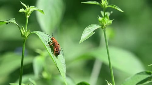 Wildbienen, Hymenopteren, Scoliidae, Kaeng Krachan National Park, 4K-Aufnahmen; dabei auf einem Blatt sitzend