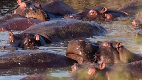 Close-up of a group of hippos lying in a river in the wild.