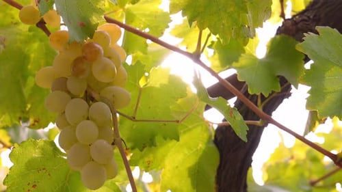 Close-up of grapes on branches ripened by rays of sun on local farm