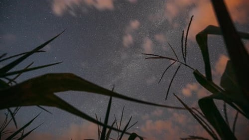 Starry Night Sky Over Rural Cornfield