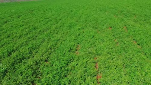 Aerial Drone View of Green Crop Rows in Agricultural Field
