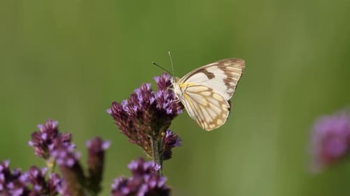 Pioneer butterfly on tiny purple flowers sucks nectar, sunny day, static macro