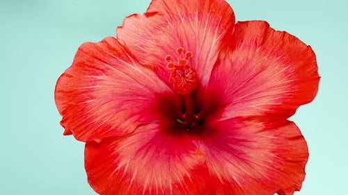 Red Hibiscus Open Its Flower in Time Lapse. Blooming Plant Blossoms on a Blue Background Wilting