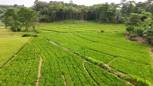 Drone flying backwards and upwards over fresh green ricefields in