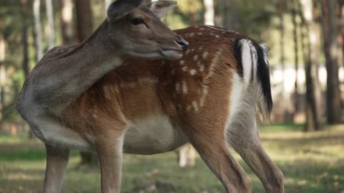 Junge Hirsche lecken sich das Fell und ruhen sich im Wald aus, Nahaufnahme in Zeitlupe. Junge echte Hirsche weiden