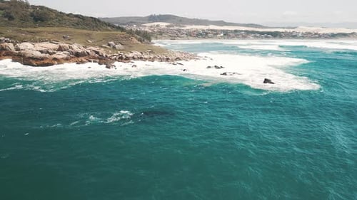 La ballena franca austral (Eubalaena Australis, madre y cría de la ballena franca austral) nadan cerca