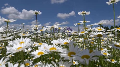 Dolly nach vorne geschossen durch ein Kamillenfeld mit weißen Blumen vor blauem Himmel und Wolken bei Sonne