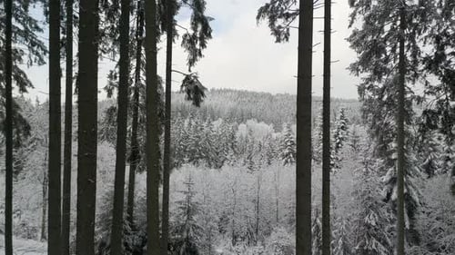 Drone footage displays a snow-covered forest with towering trees and serene winter beauty under a ca
