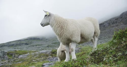Norwegian Sheep and Lamb Grazing on a Foggy Mountain