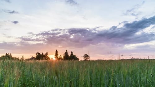 Dramatic sunset timelapse of a wheat field and abandoned barn on backround.
