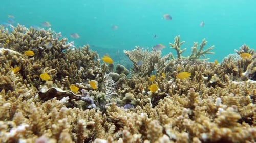 Ocean, underwater and nature with fish by coral reef, sea and sustainable environment for marine