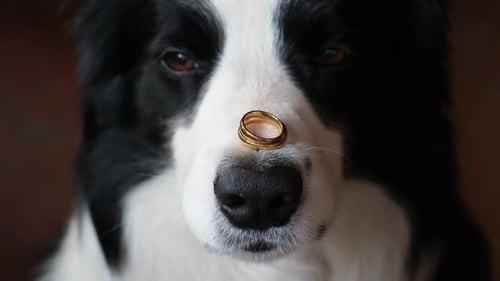 Wedding Ring Balanced on a Dog's Nose