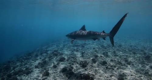 Tiger Shark Swimming in Blue Ocean Diving with Tiger Sharks in Maldives