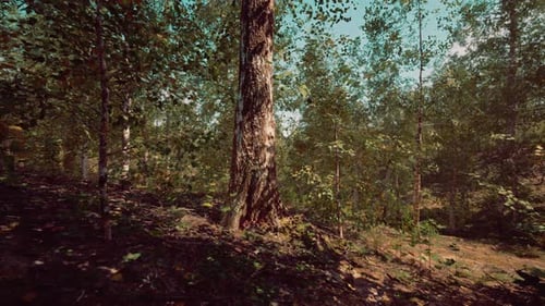 A Serene Forest with a Winding Dirt Path Surrounded By Tall Birch Trees