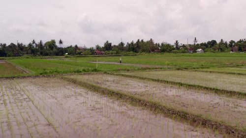 Luftaufnahme von Reisfeldern, die von Landwirten gepflügt werden, Indonesien.