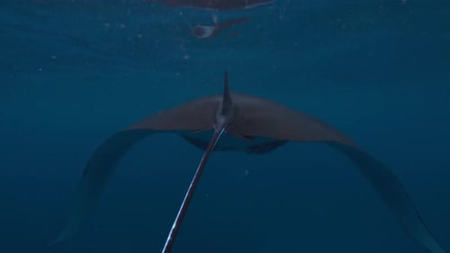 Majestic Manta Ray Swimming Underwater in the Ocean