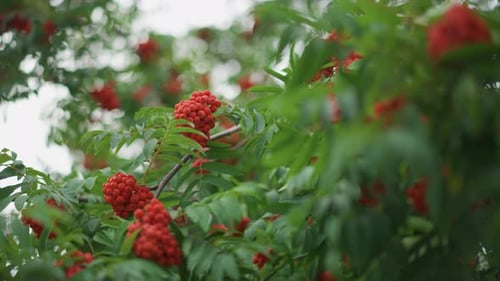 Rote Beeren unter grünen Blättern, Herbstszene mit Beeren und Blättern, detailgetreu in Gruppen
