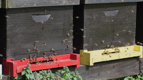 Honey Bees Flying Around Beehives in the Daytime