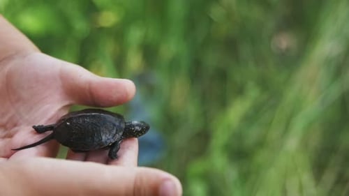 Boy Holding a Small Turtle in the Palm of your Hand That Creeps Slow Motion