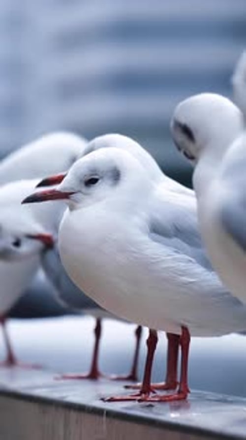 Close up view of white seagulls resting on a fence.