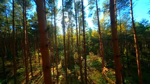 FPV Flight Through Autumn Forest With Sun Rays Coming In