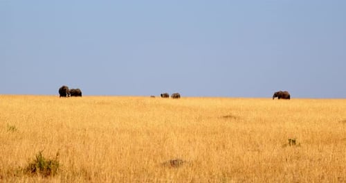 Herd Of Elephants Walking In The Savanna In Masai Mara, Kenya - Wide Shot