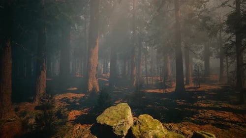 A Lush Forest with Towering Trees and Scattered Rocks
