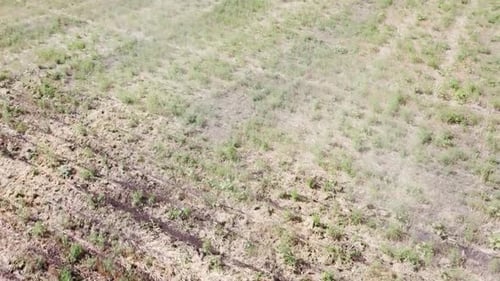 Blue Tractor O.A. Planting Canola On No Till Field