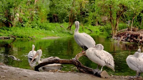 Pelicans rest gracefully in a pond