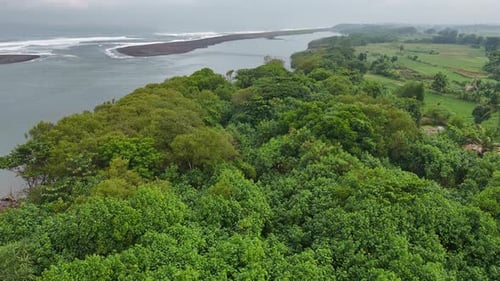 Aerial view of mangrove trees on the shoreline