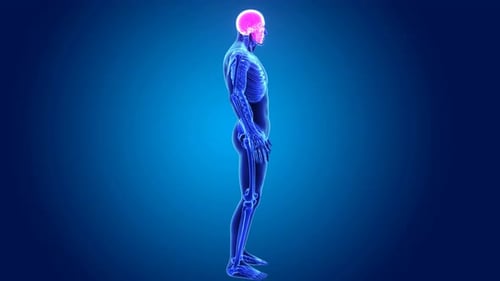 3D Human Skeleton Rotating X-Ray View Medical Animation