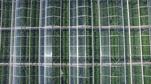 Gewächshaus für Bio-Pflanzen