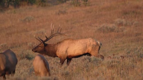 Bull Elk Bugling with Herd in Golden Field