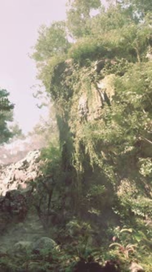 A River Running Through a Lush Green Forest