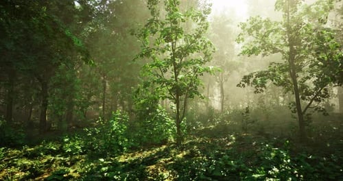 Morning Light Filters Through a Lush Forest Filled with Greenery and Shadows