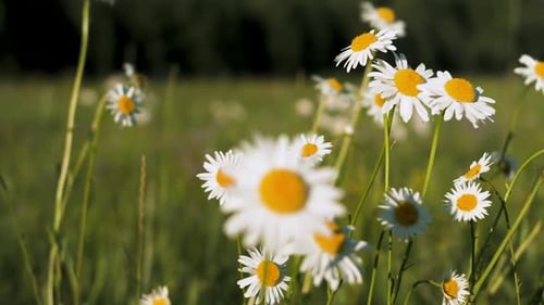 Summer nature, colorful daisies in the meadow